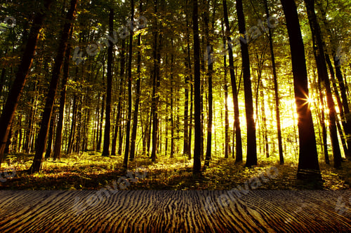 Preview: Wood Textured Backgrounds