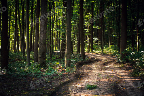 Preview: Beautiful Green Forest