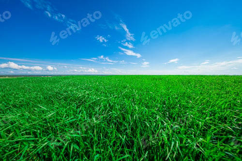 Preview: Green Field And Beautiful Sunset