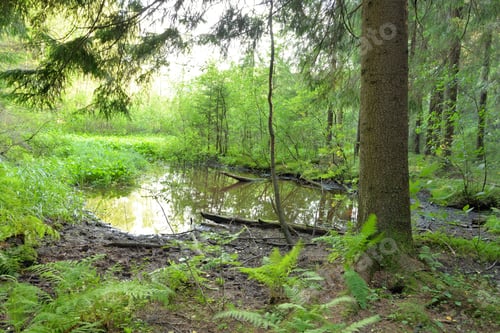 Preview: Small Forest Pond At Summer Day In The Karelian Isthmus, Russia.