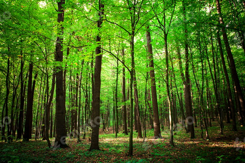 Preview: Beautiful Green Forest