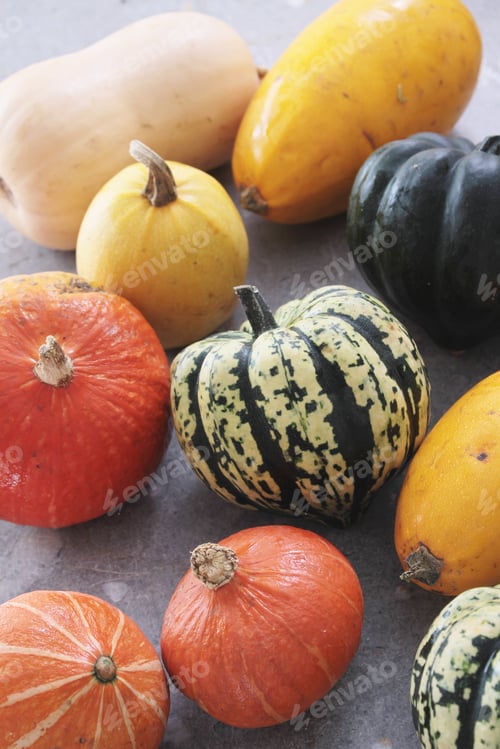 Preview: Squash Vegetable Selection