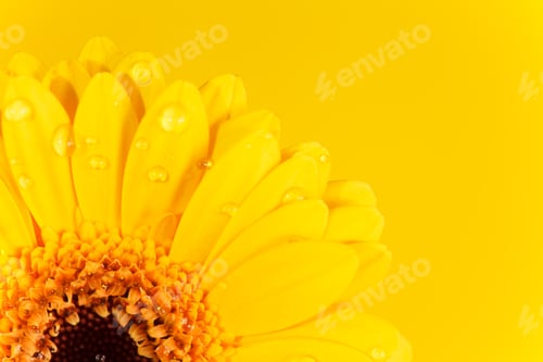 Preview: Nice Gerbera