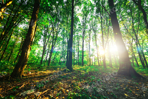 Preview: Forest Trees. Nature Green Wood Sunlight Backgrounds