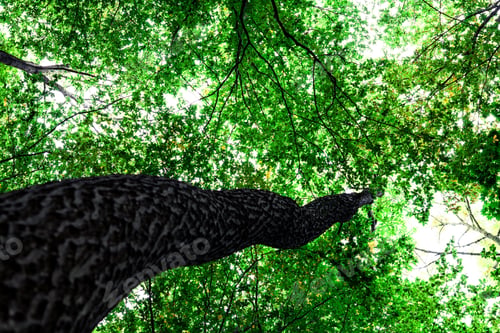 Preview: Forest Trees Nature Green Wood Sunlight Backgrounds
