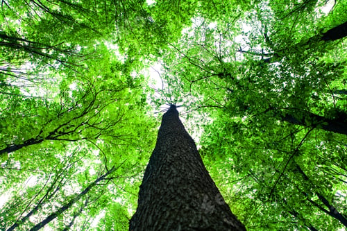 Preview: Forest Trees. Nature Green Wood Sunlight Backgrounds.