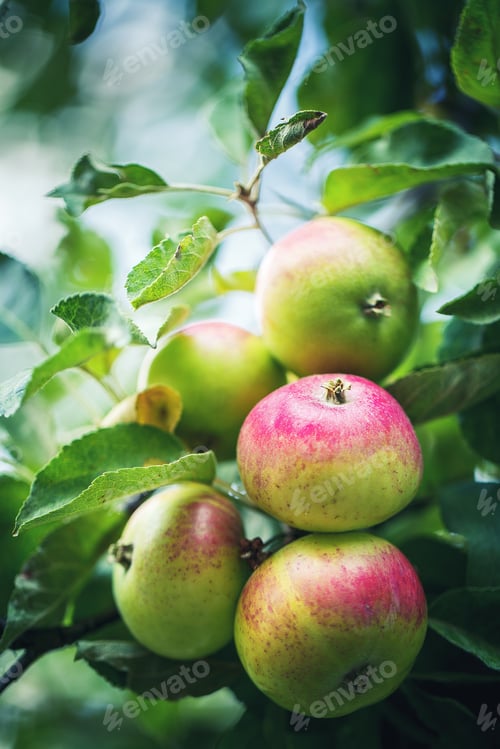 Preview: Green Apples On A Tree