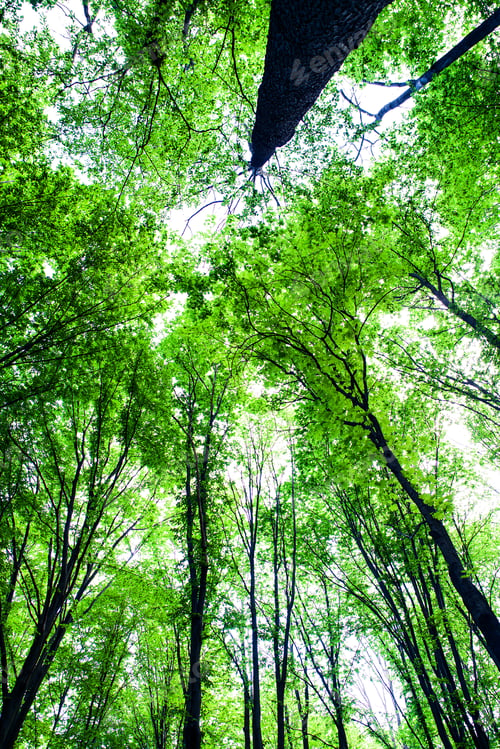 Preview: Forest Trees
