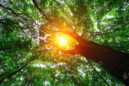 Preview: Forest Trees Nature Green Wood Sunlight Backgrounds