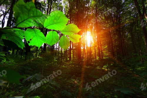 Preview: Beautiful Green Forest