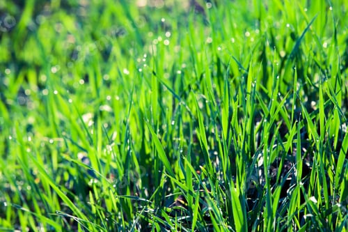 Preview: Grass