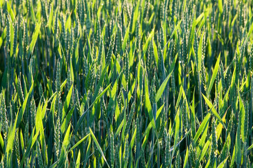 Preview: Green Field