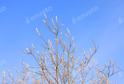 Preview: Willow Branches On Blue Sky Background At Early Spring.