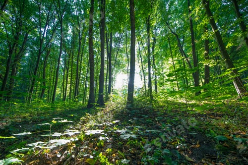 Preview: Forest Trees. Nature Green Wood Sunlight Backgrounds
