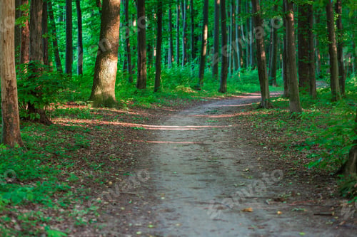 Preview: Beautiful Green Forest