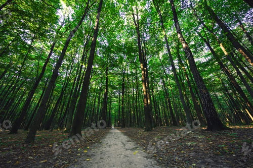 Preview: Beautiful Green Forest