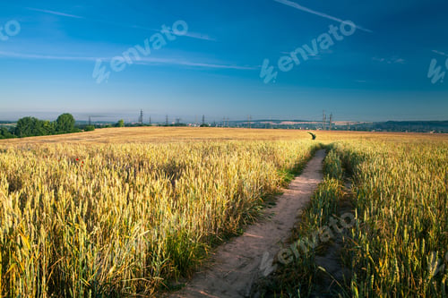Preview: Green Field And Beautiful Sunset