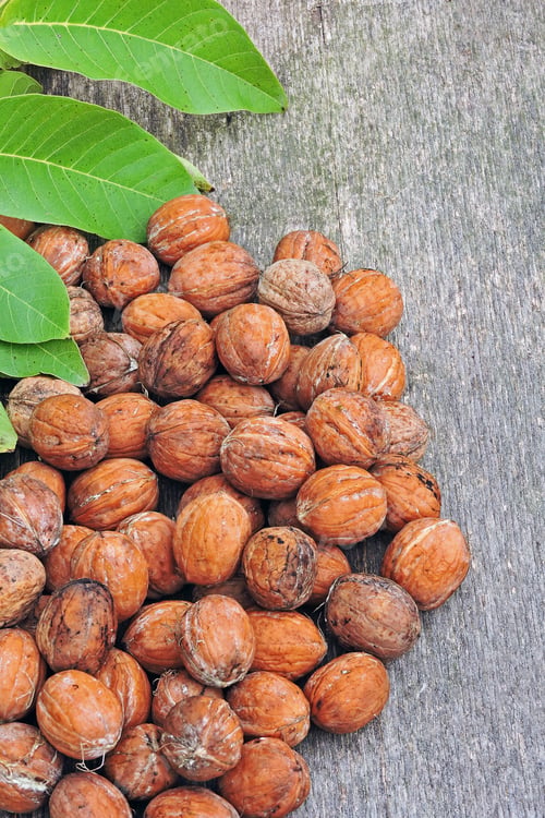Preview: Fresh Inshell Walnuts. Walnut Harvest.
