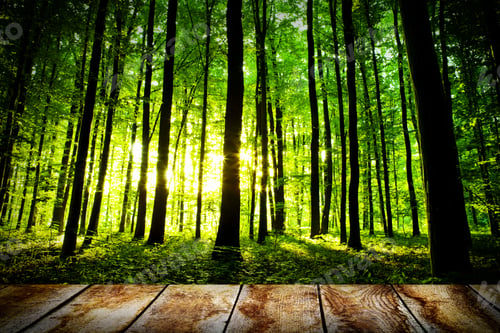Preview: Beautiful Sunlight In The Autumn Forest With Wood Planks Floor