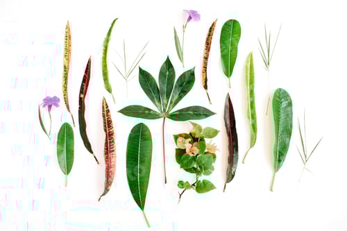 Visualização: Padrão de pétalas vermelhas e verdes em fundo branco. Flat Lay.