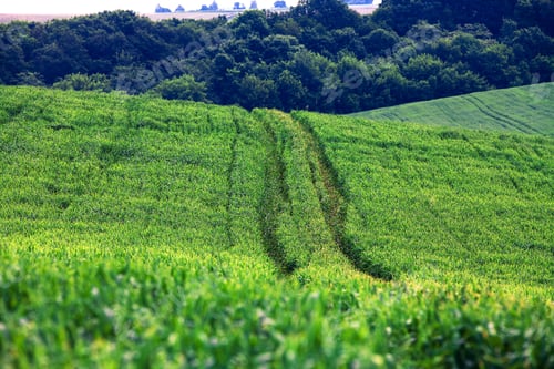 Preview: Beatiful Morning Green Field With Blue Heaven