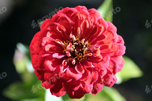 Preview: Red Flower In Nature Sunset