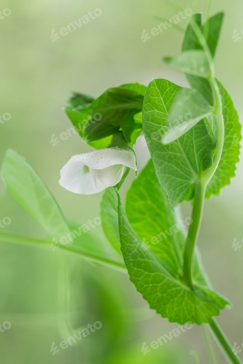 Preview: Green Shoots Of Young Organic Peas. Leaves And Flowers With Drops Of Water Or Dew. Sprouts
