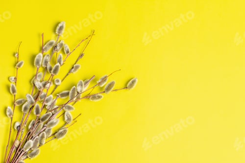 Preview: Sprig Of Willow Isolated On Yellow Background. Willow Seals, Fluffy Buds. Happy Easter Concept