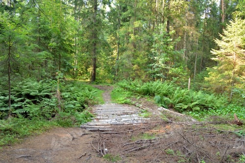 Preview: Bridge Of Logs On A Forest Road At Summer Day In The Karelian Isthmus, Russia.