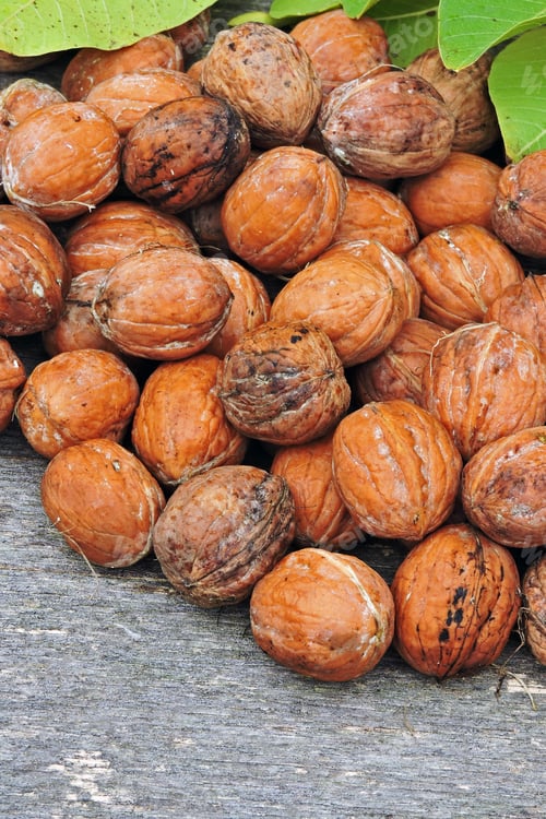 Preview: Fresh Inshell Walnuts. Walnut Harvest.