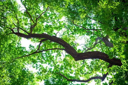 Preview: Forest Trees Nature Green Wood Sunlight Backgrounds