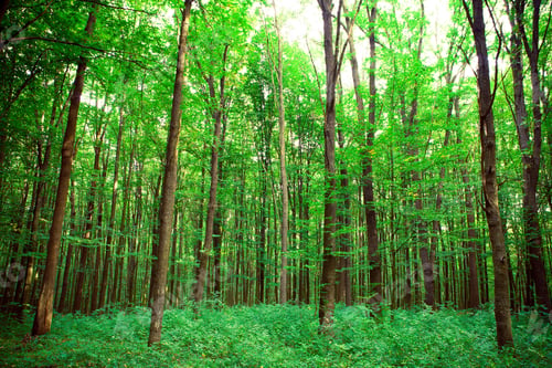 Preview: Nature Green Wood Sunlight Backgrounds
