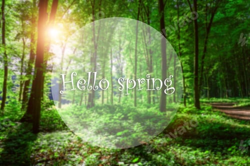 Preview: Hello Spring, Sunset In The Woods