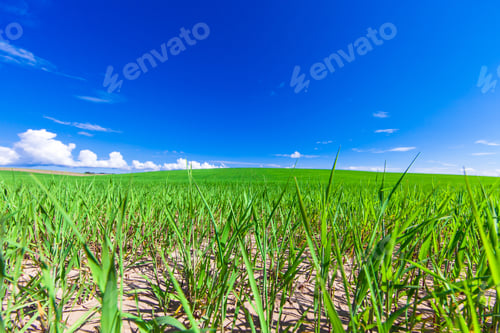 Preview: Green Field And Beautiful Sunset