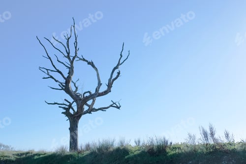 Preview: Dead Tree Silhouette Shape Against Clear Empty Blue Sky In Summer Sun