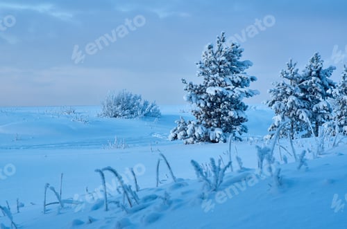 Preview: Beautiful Christmas Landscape, Winter Pine Forest Seaside Dunes