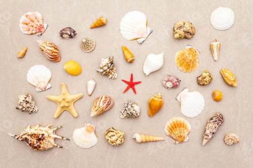 Preview: Seashells Summer Background. Lots Of Different Seashells Piled Together, Top View
