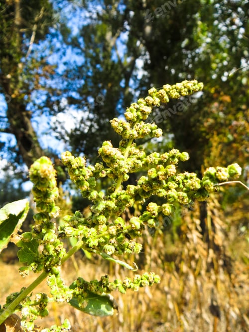 Preview: Close-Up Of Ragweed, Ambrosia Plant (Artemisiifolia)