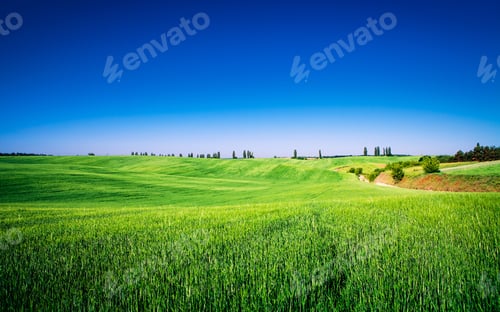 Preview: Green Field And Beautiful Sunset