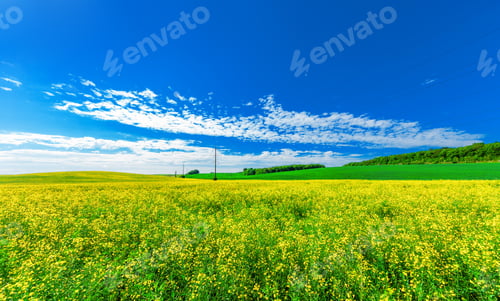 Preview: Green Field And Beautiful Sunset