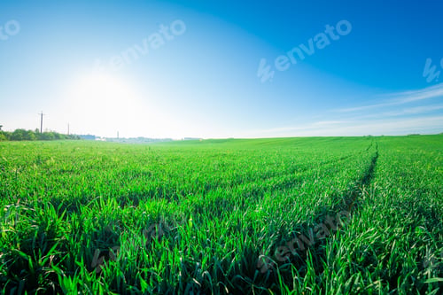 Preview: Green Field And Beautiful Sunset