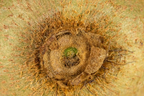 Preview: One Whole Fresh Green Kiwifruit Actinidia Deliciosa In A Closeup Isolated On White Background