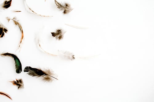 Preview: Bird Feathers Pattern. Flat Lay, Top View