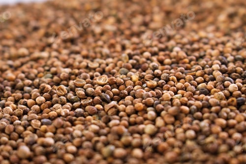 Preview: Dried Corriander Seeds Spice