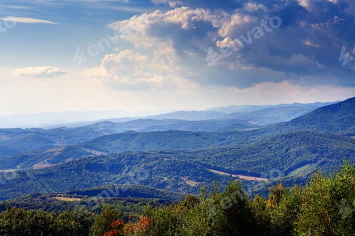 Pine Tree Forest