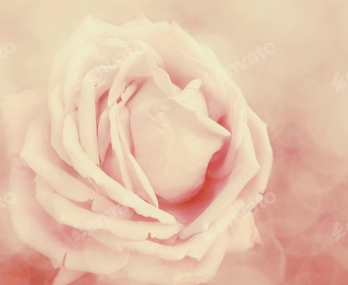 Preview: Rose Flower Background Love Wedding Card With Blurs Lights