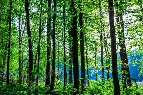 Preview: Beautiful Green Forest