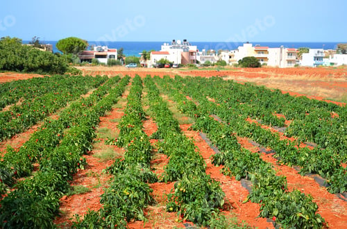Preview: Field With Pepper Plant At Summer In Crete, Greece.