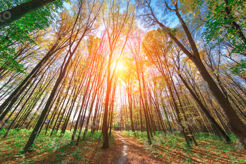 Preview: Autumn Forest Trees. Nature Green Wood Sunlight Backgrounds.