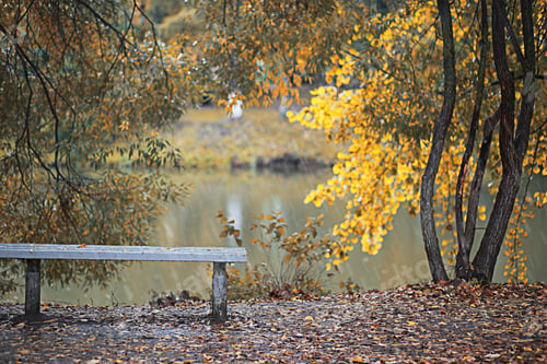 Preview: Autumn Rain In The Park During The Day